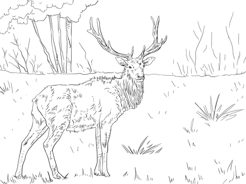 Roosevelt Elk Coloring Page